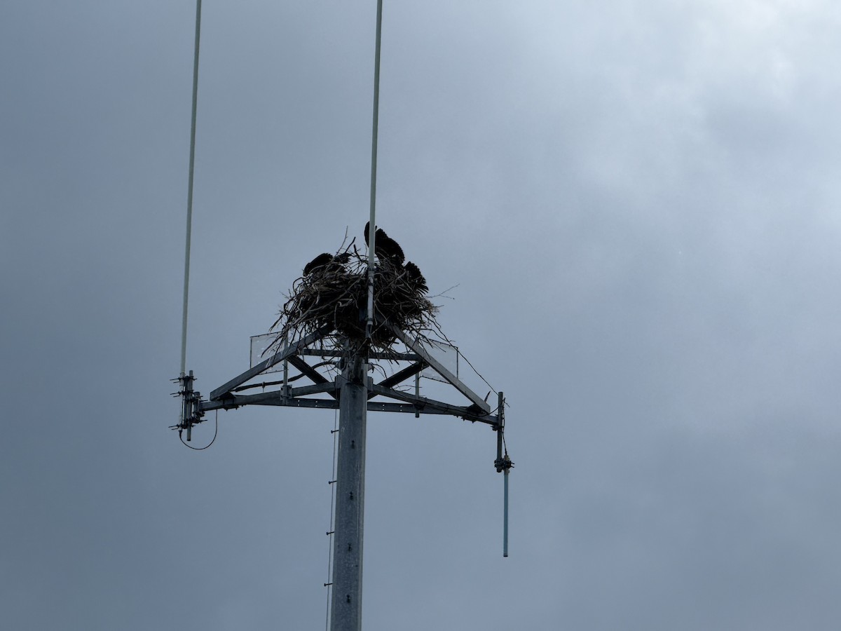 Bald Eagle - ML646380862