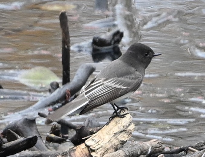 Black Phoebe - ML646380864