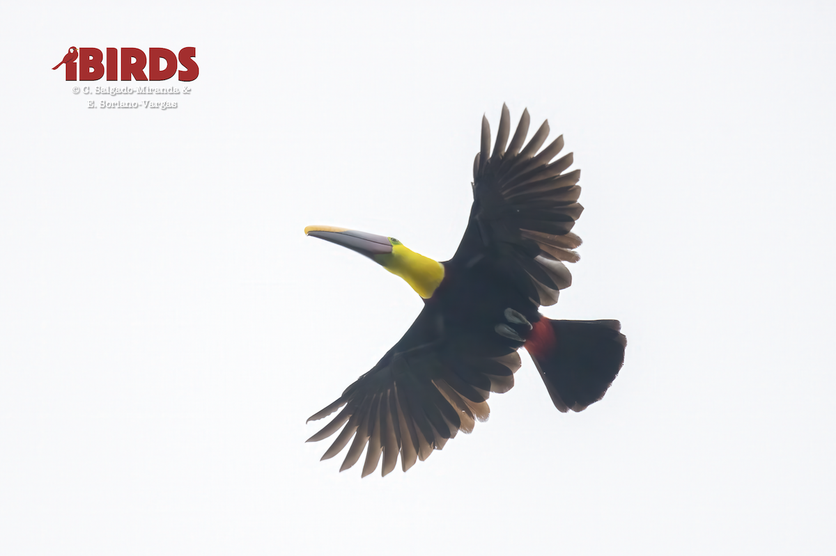 Yellow-throated Toucan - ML646380872