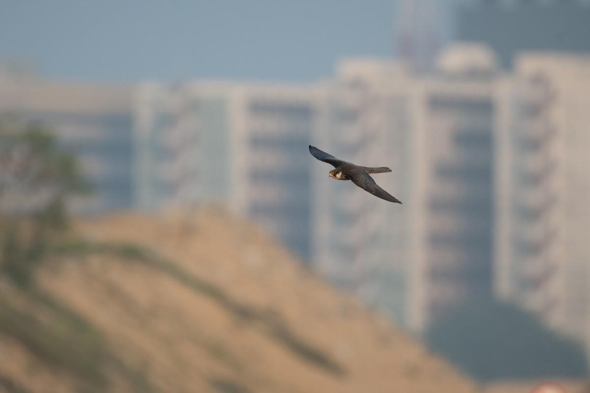 Amur Falcon - ML646380873