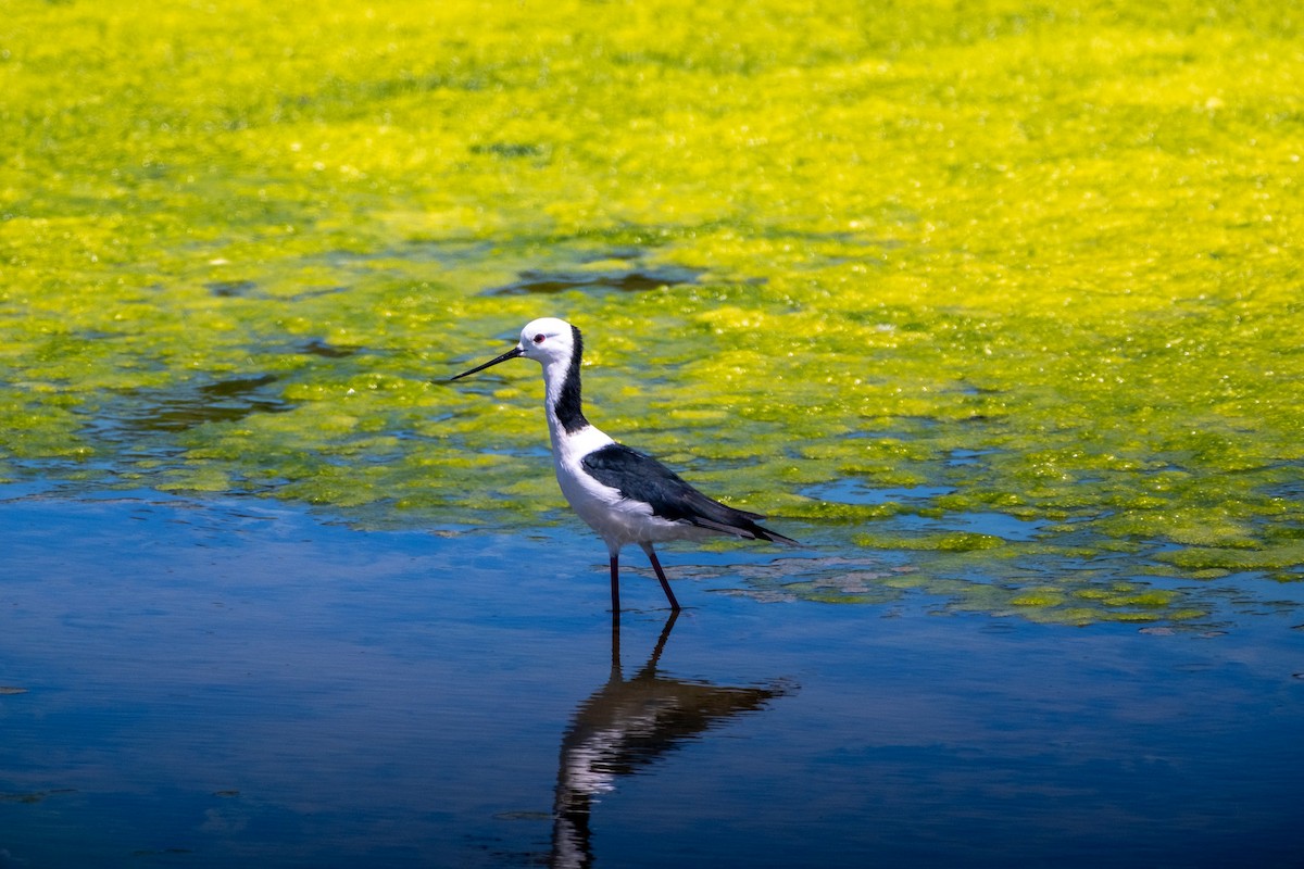 pisila bělohlavá - ML646380874