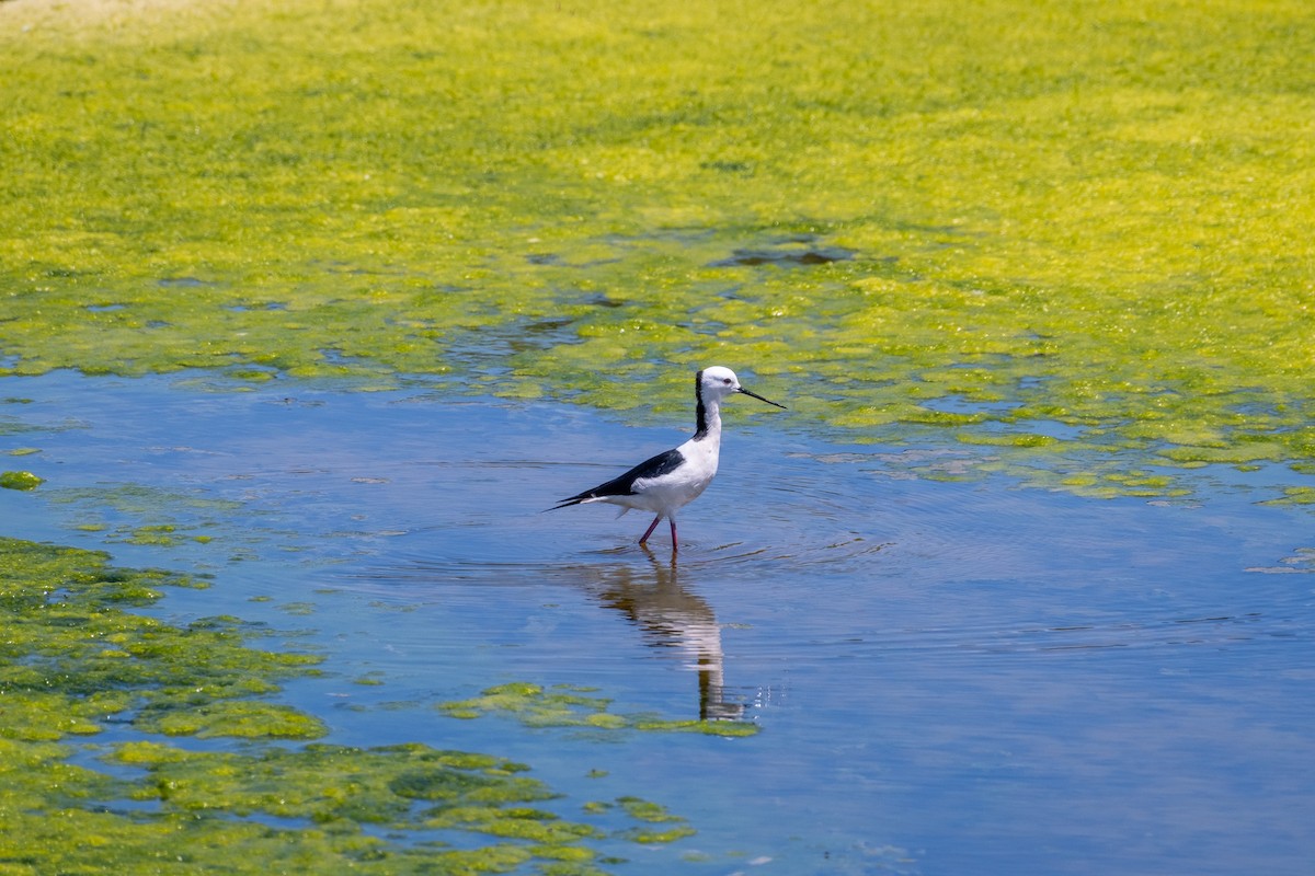 pisila bělohlavá - ML646380875