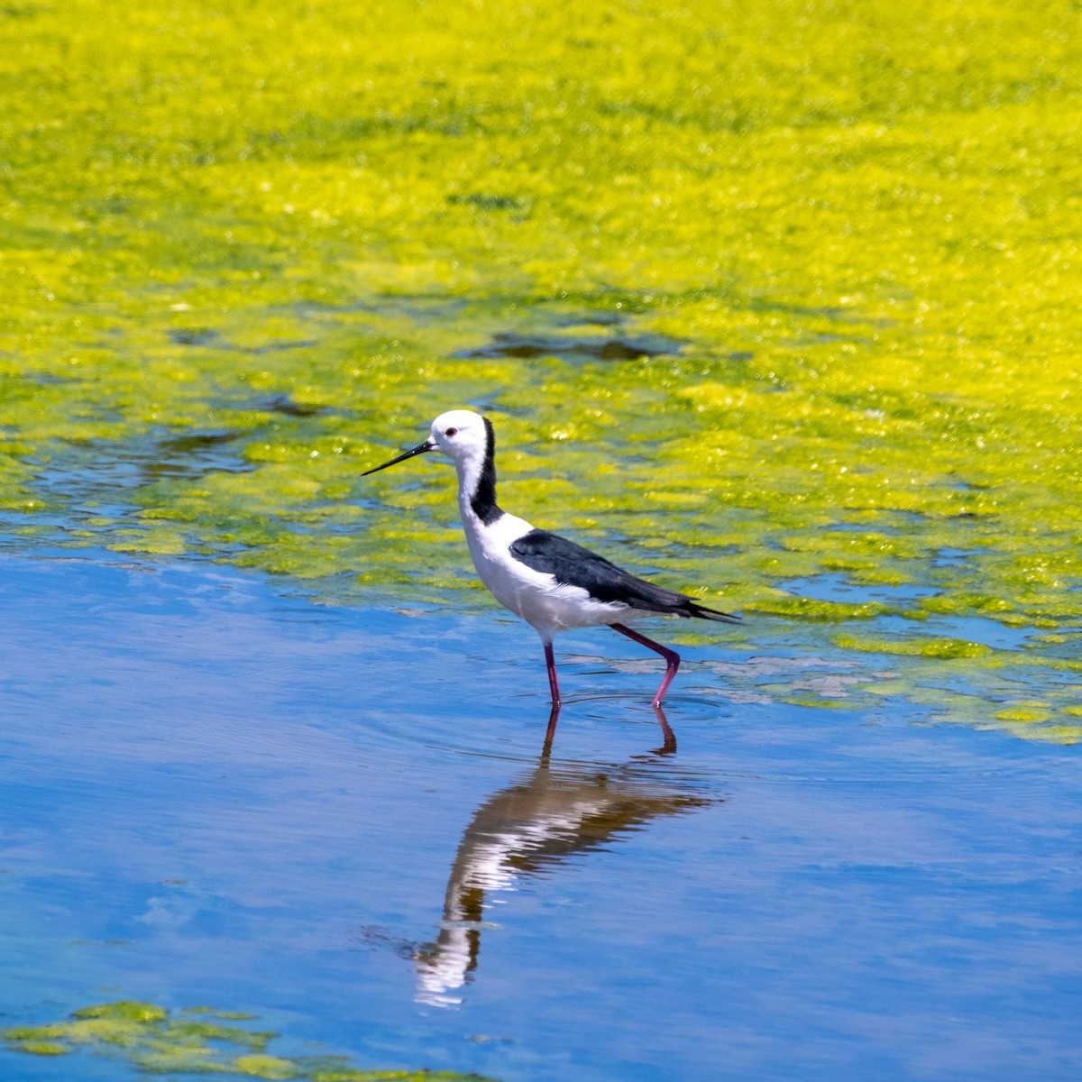 pisila bělohlavá - ML646380876