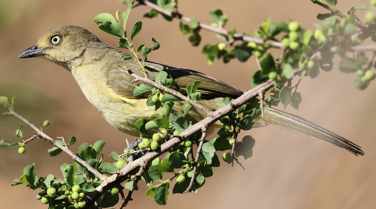 Sombre Greenbul - ML646380878