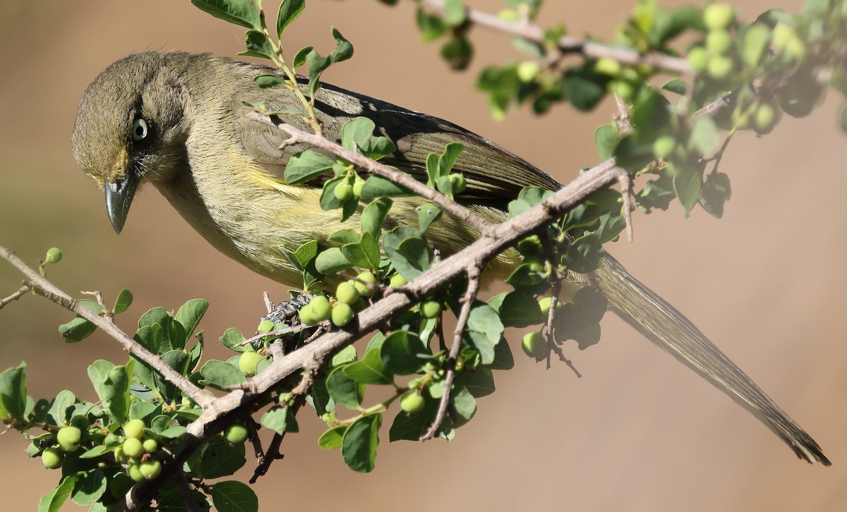Sombre Greenbul - ML646380879