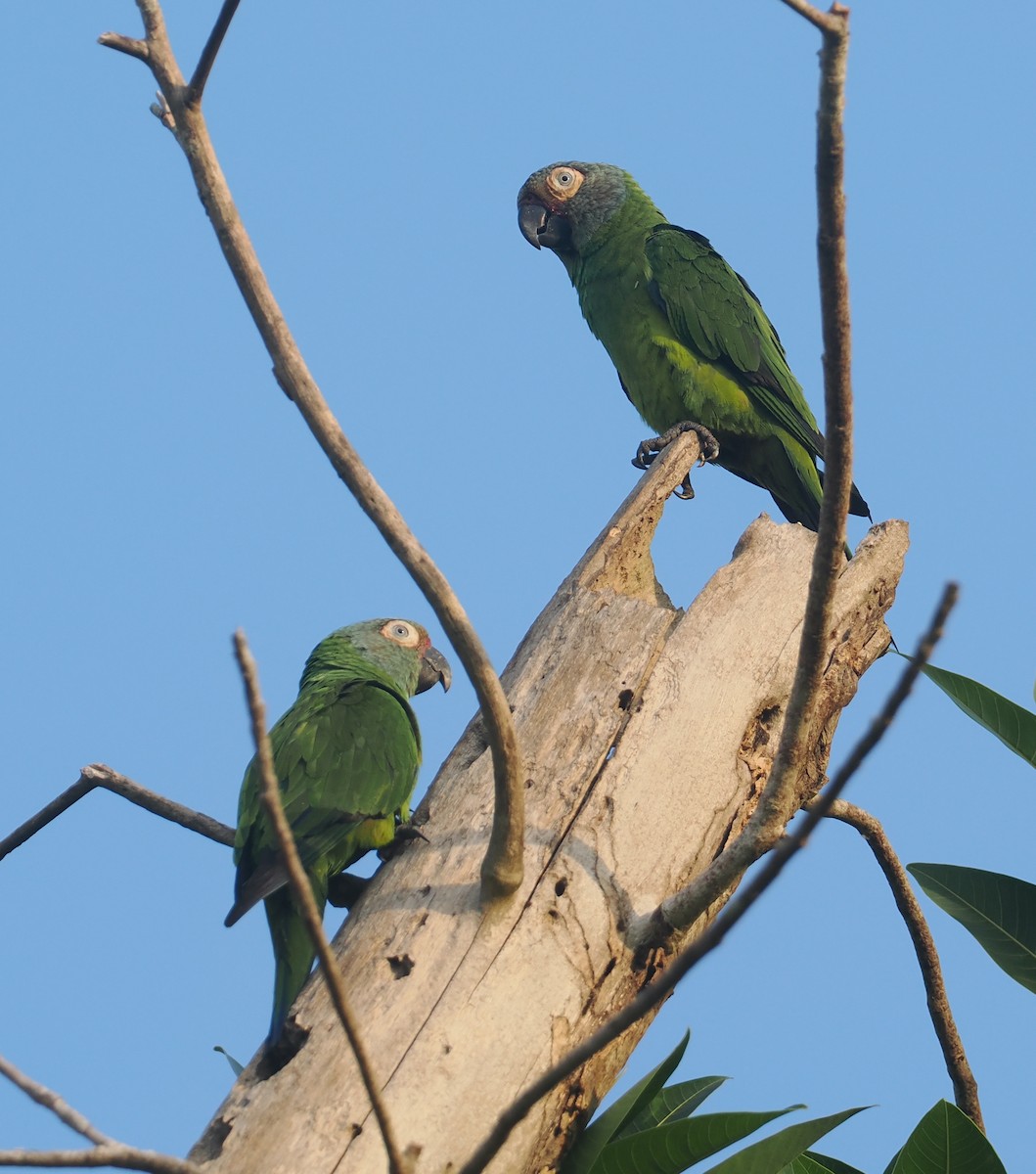Dusky-headed Parakeet - ML646380880