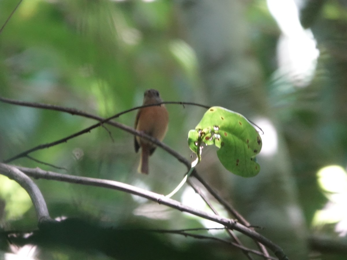 Ruddy-tailed Flycatcher - ML646380881