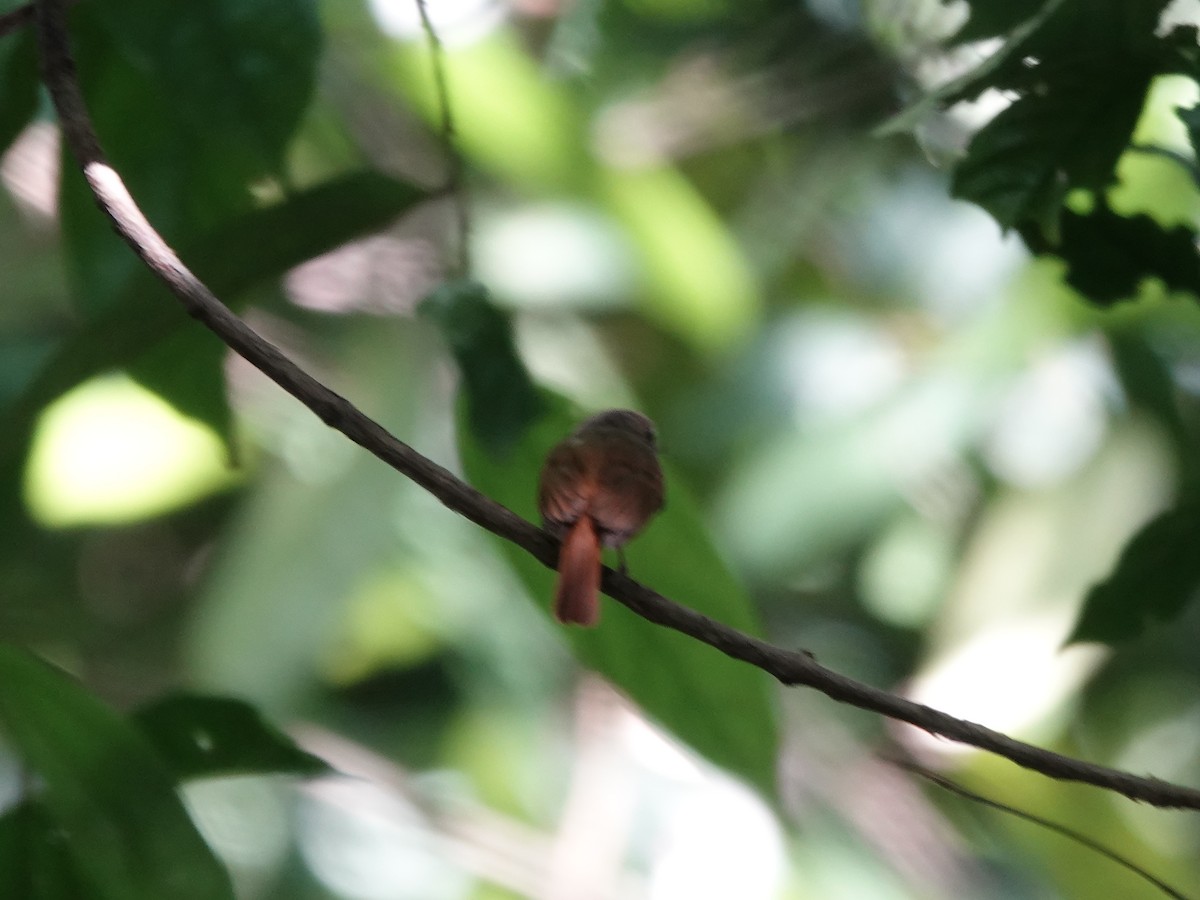 Ruddy-tailed Flycatcher - ML646380882