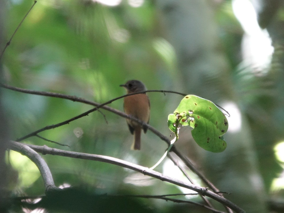 Ruddy-tailed Flycatcher - ML646380883