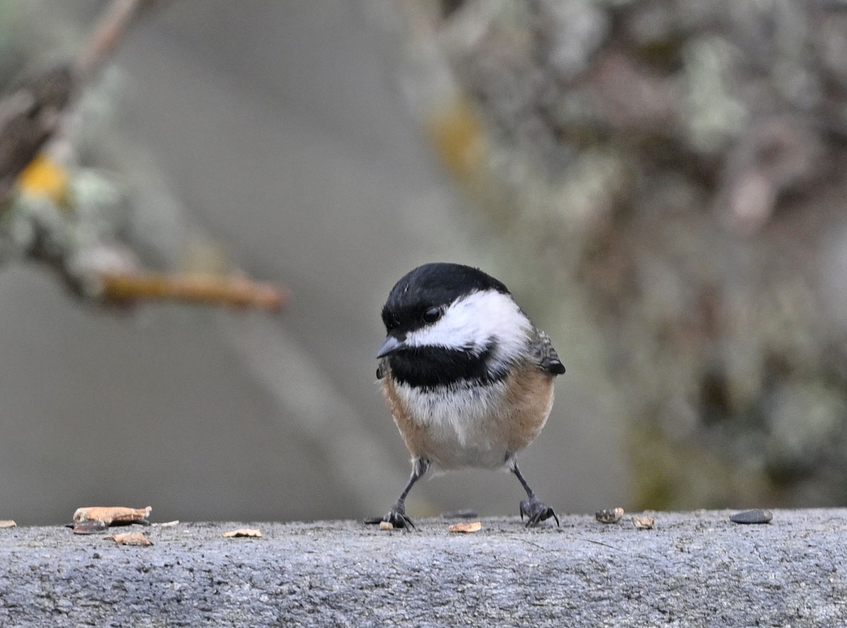 Black-capped Chickadee - ML646380886