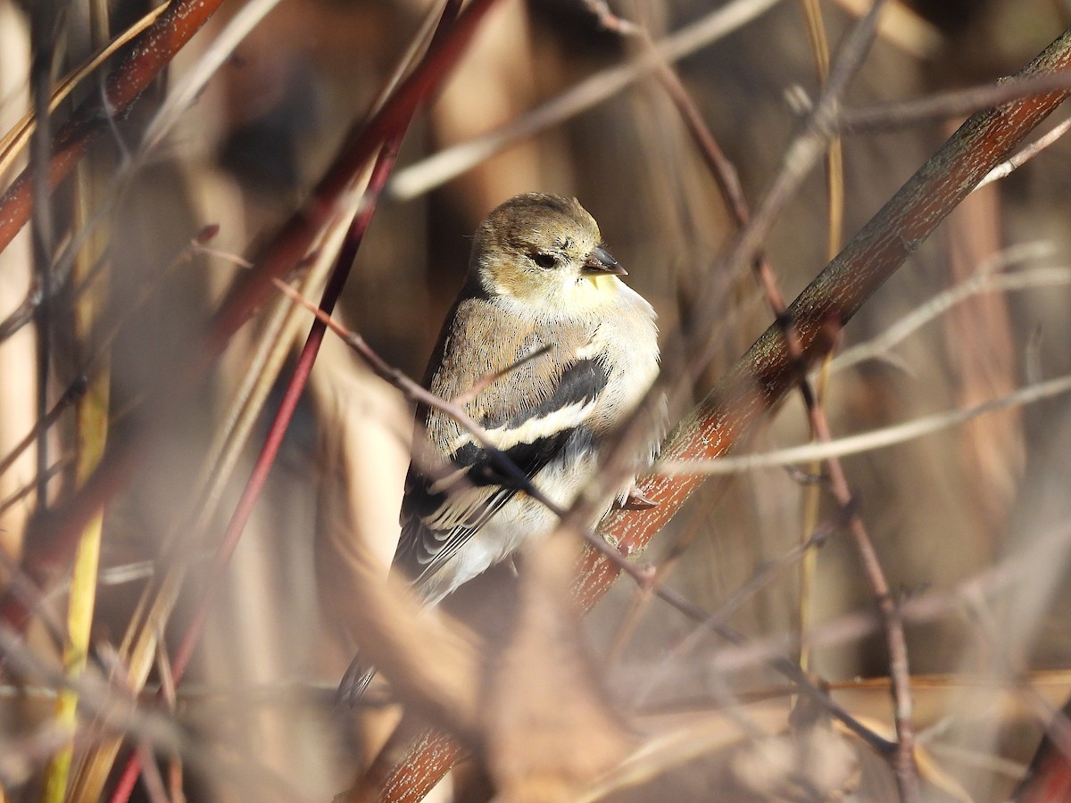 čížek žlutý - ML646380888