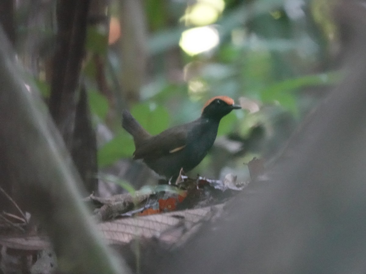 Rufous-capped Antthrush - ML646380890