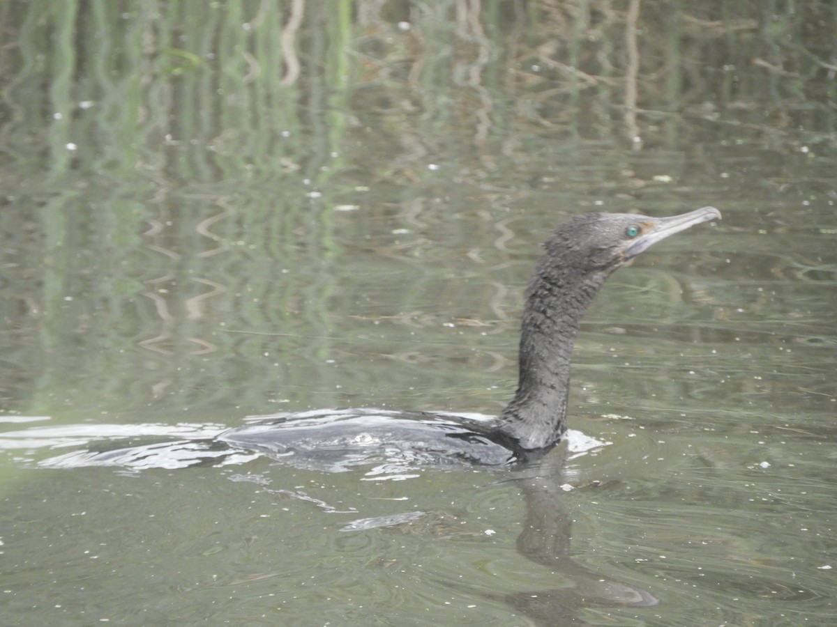 Little Black Cormorant - ML646380892