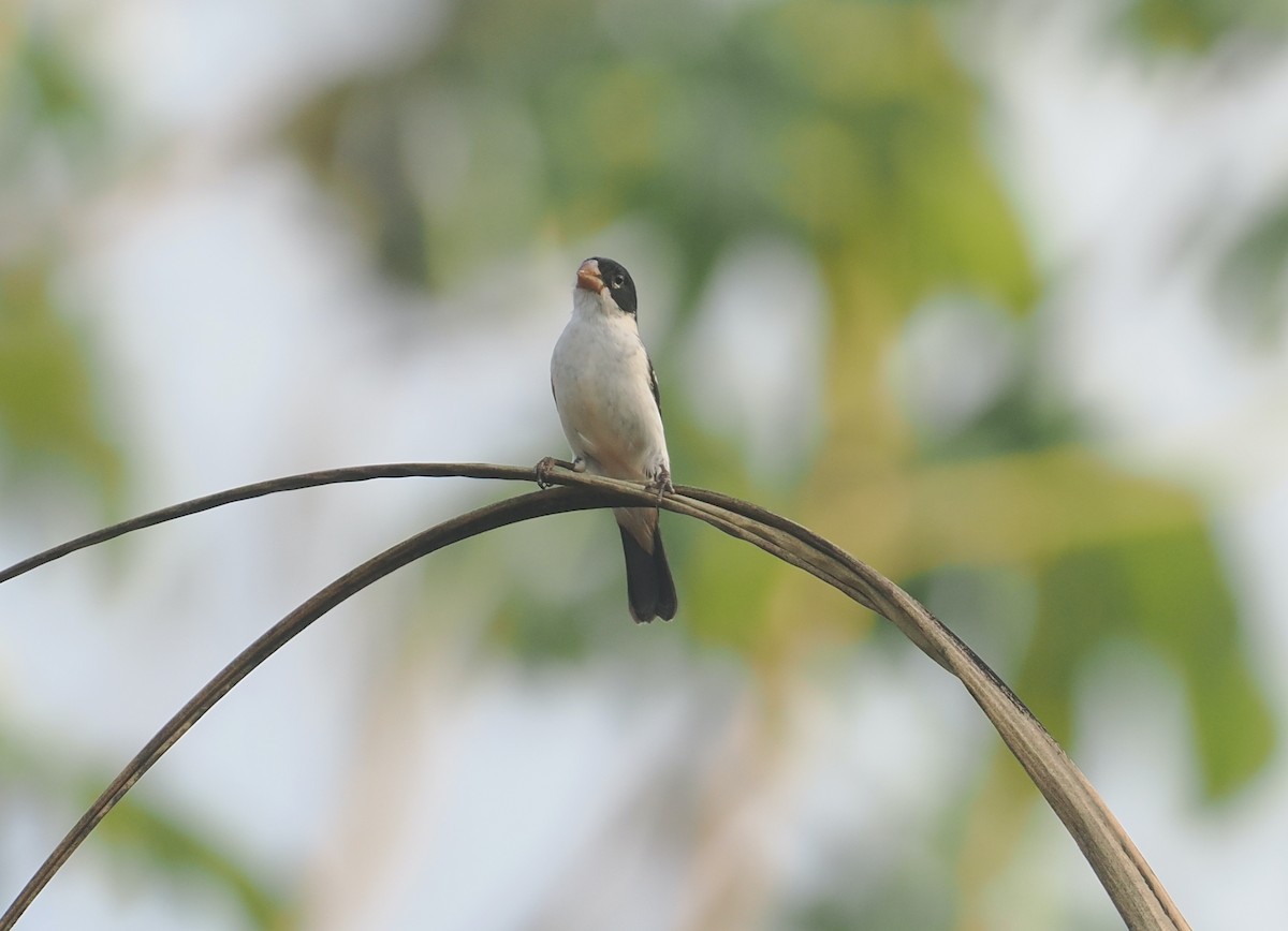 White-bellied Seedeater - ML646380897