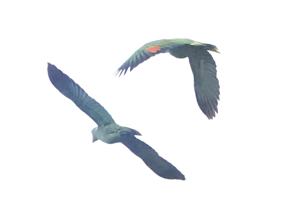 Mealy Amazon (Southern) - ML646380899