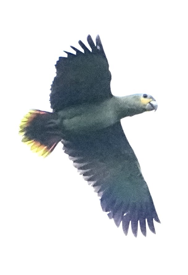 Orange-winged Amazon - ML646380900