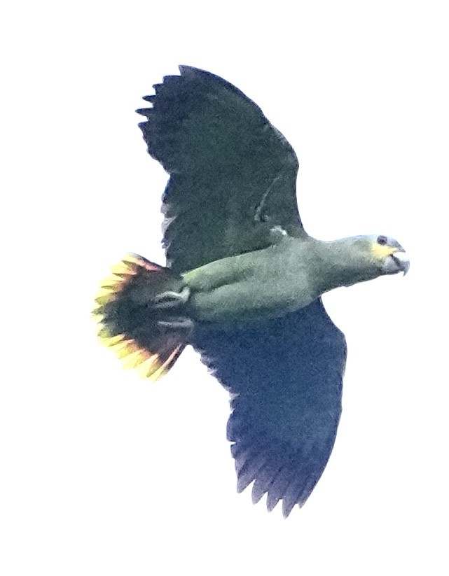 Orange-winged Amazon - ML646380901