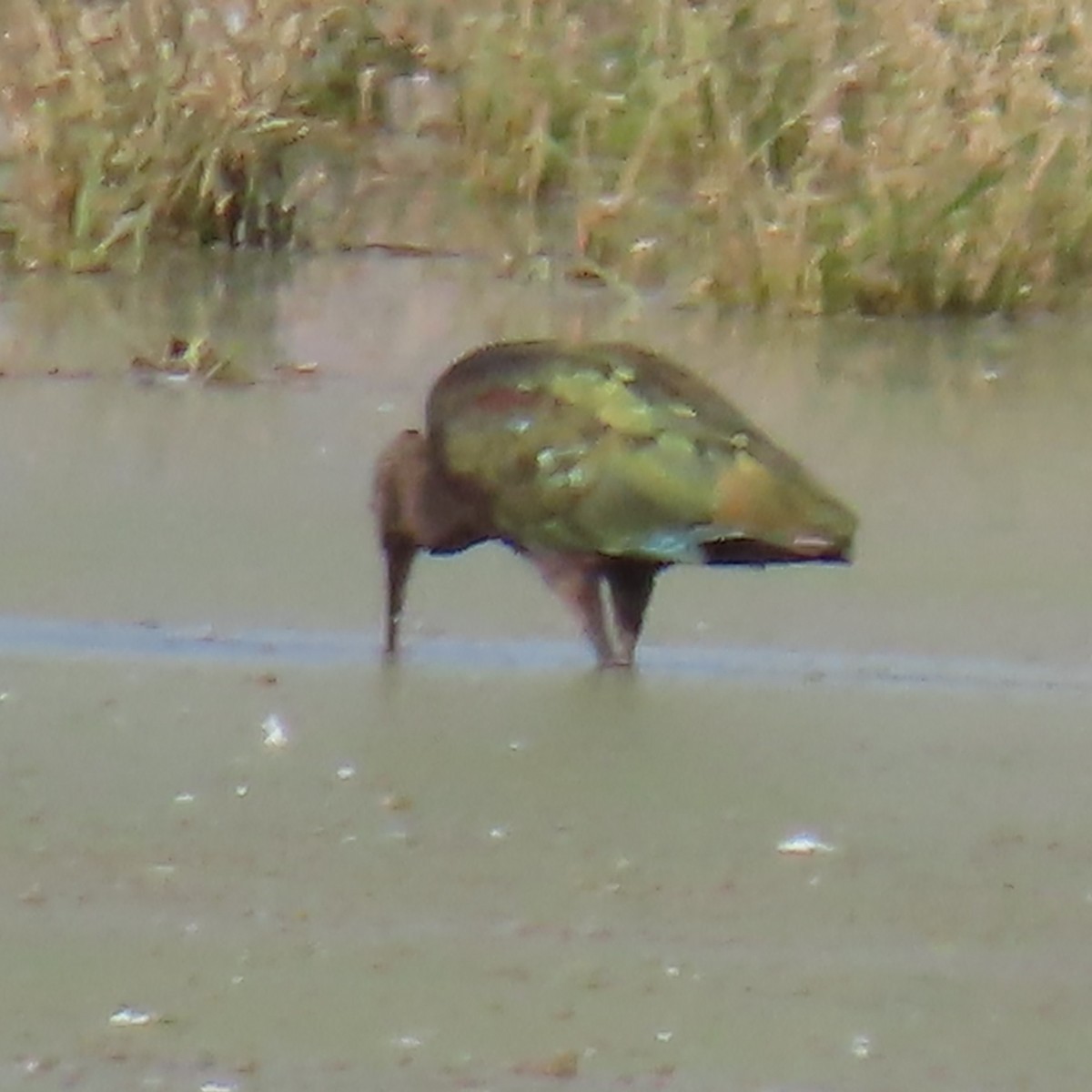 Коровайка американська - ML646380903