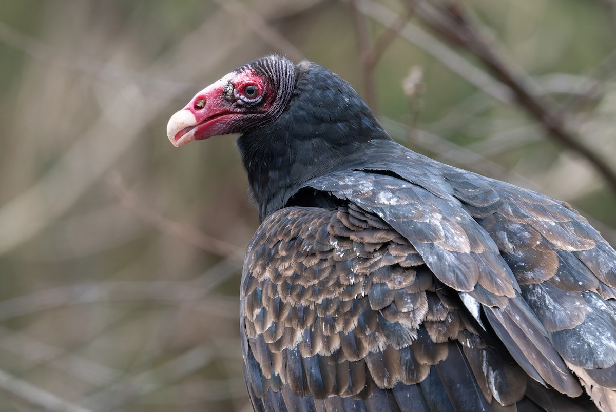 Turkey Vulture - ML646380904