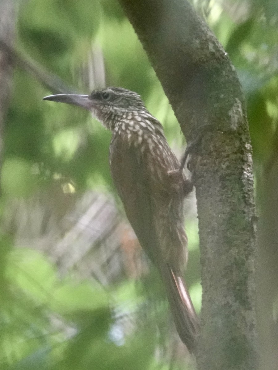 Buff-throated Woodcreeper - ML646380905