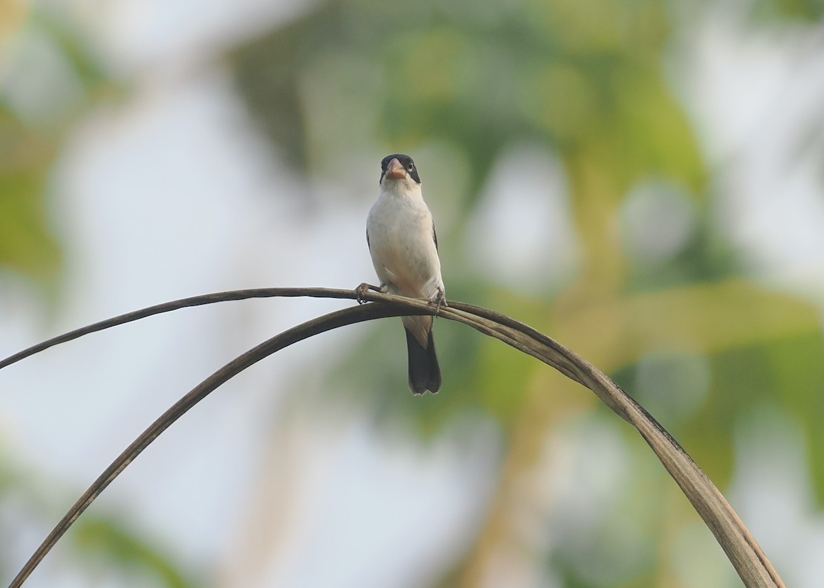 White-bellied Seedeater - ML646380906