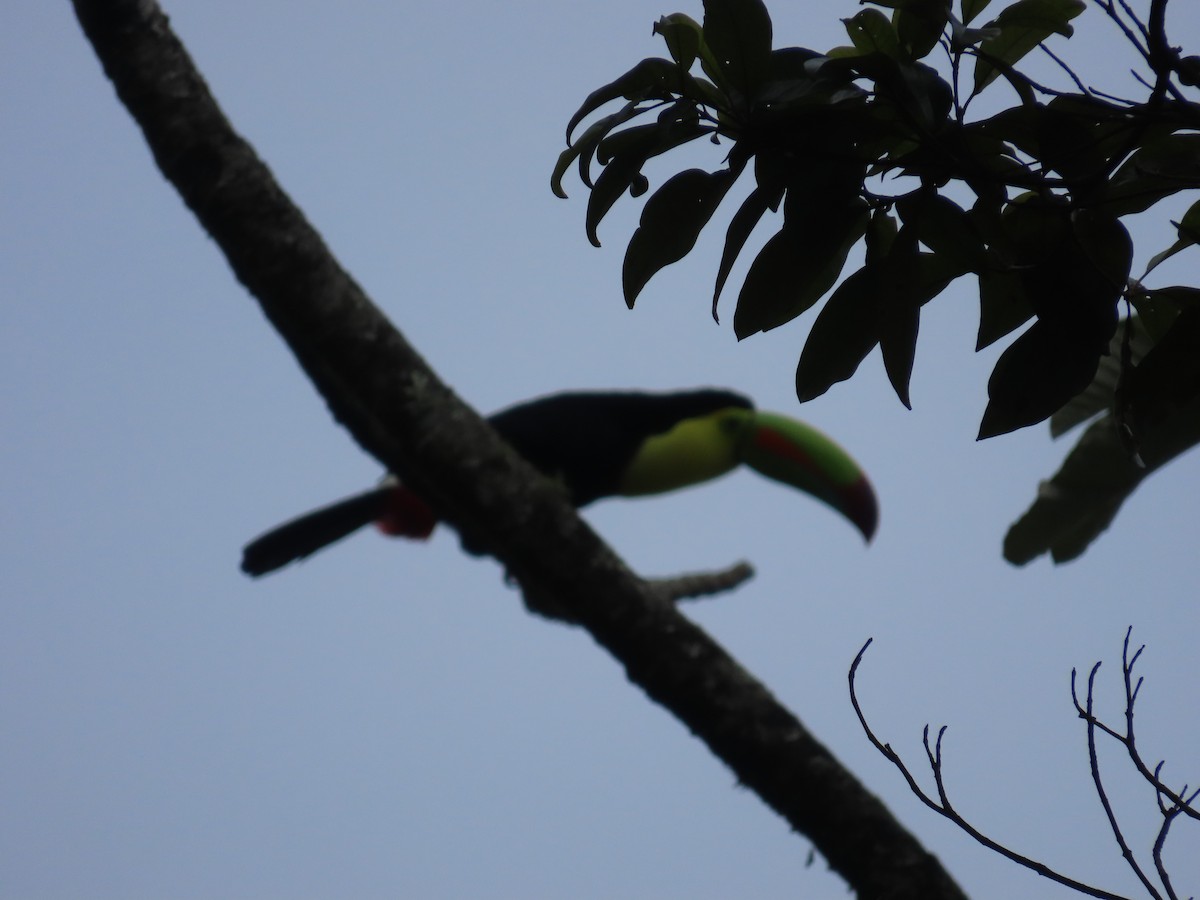 Keel-billed Toucan - ML646380907