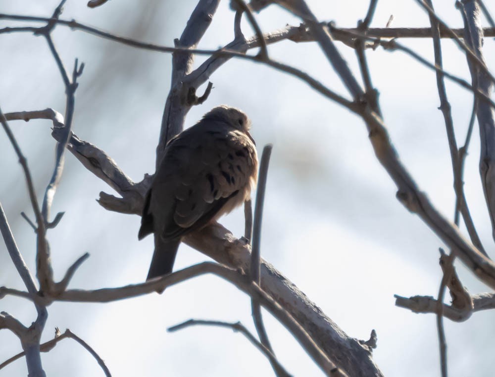 Common Ground Dove - ML646380908
