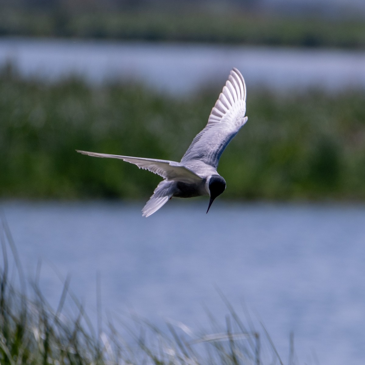 黑腹燕鷗 - ML646380909