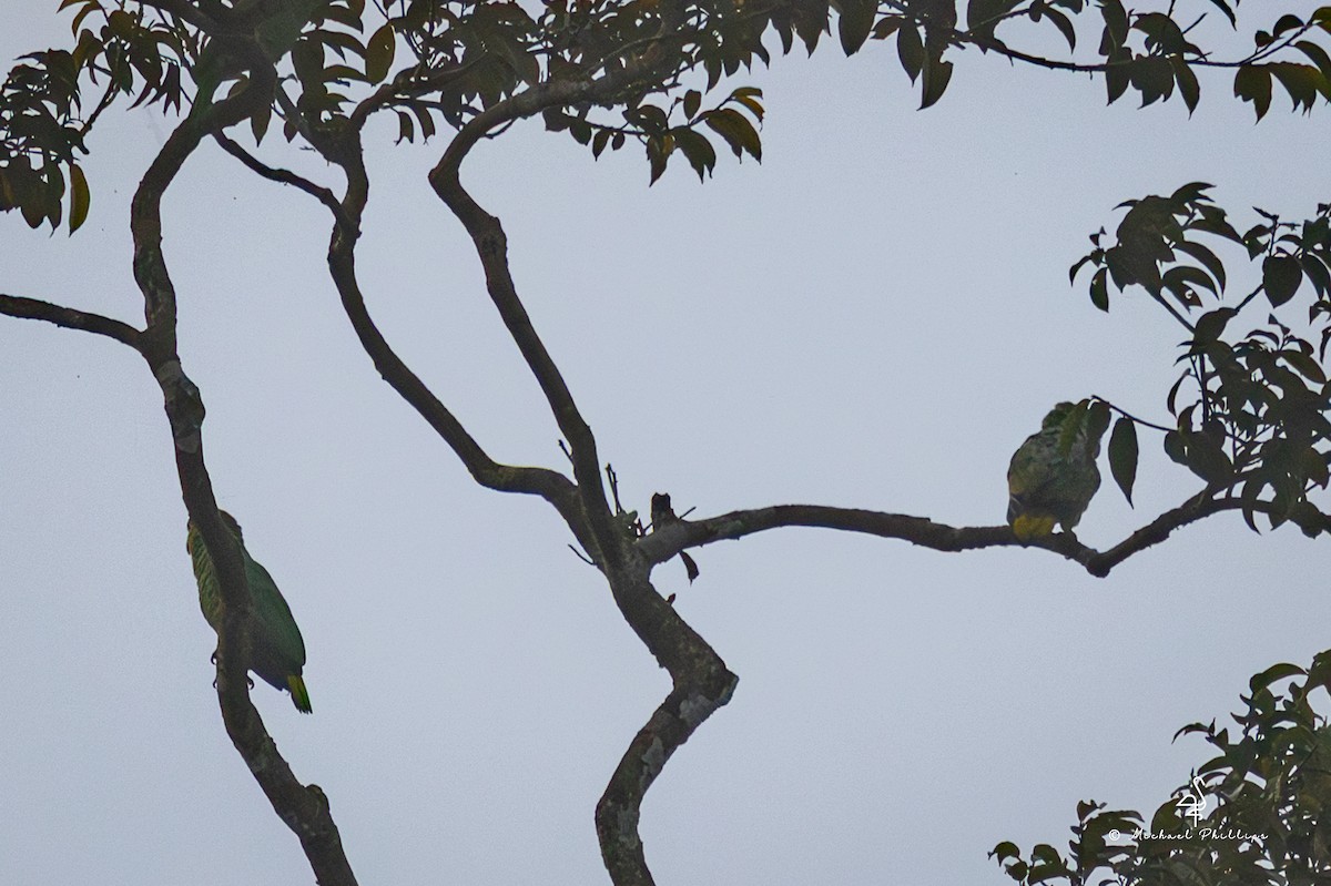 Mealy Amazon - ML646380912