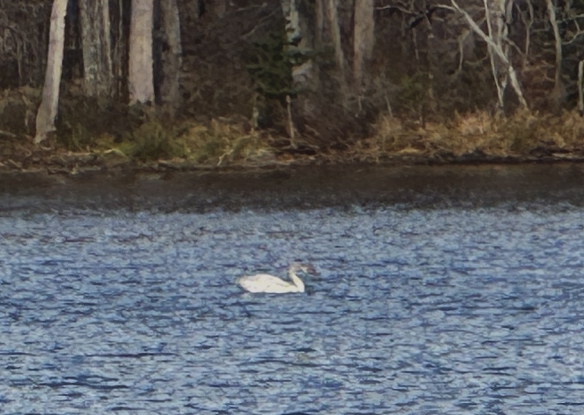 Tundra Swan - ML646380913
