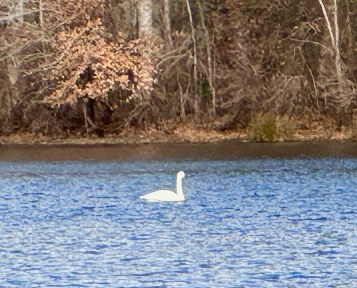 Tundra Swan - ML646380914