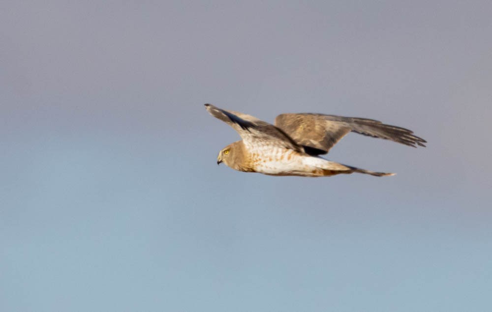 Northern Harrier - ML646380915