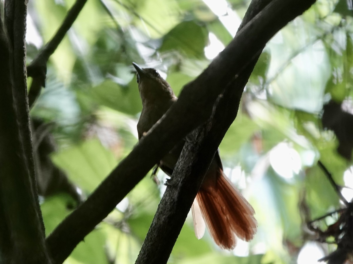 Chestnut-crowned Foliage-gleaner - ML646380917