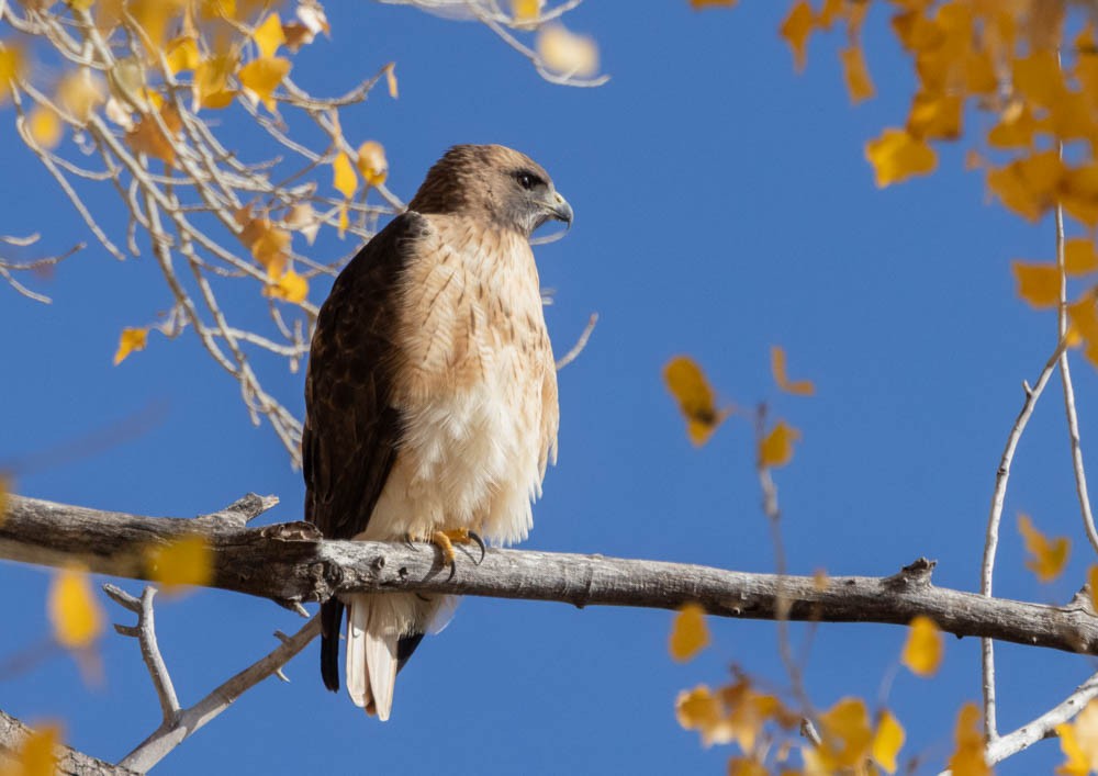Red-tailed Hawk - ML646380926