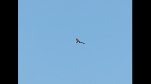 Snail Kite - ML646380930