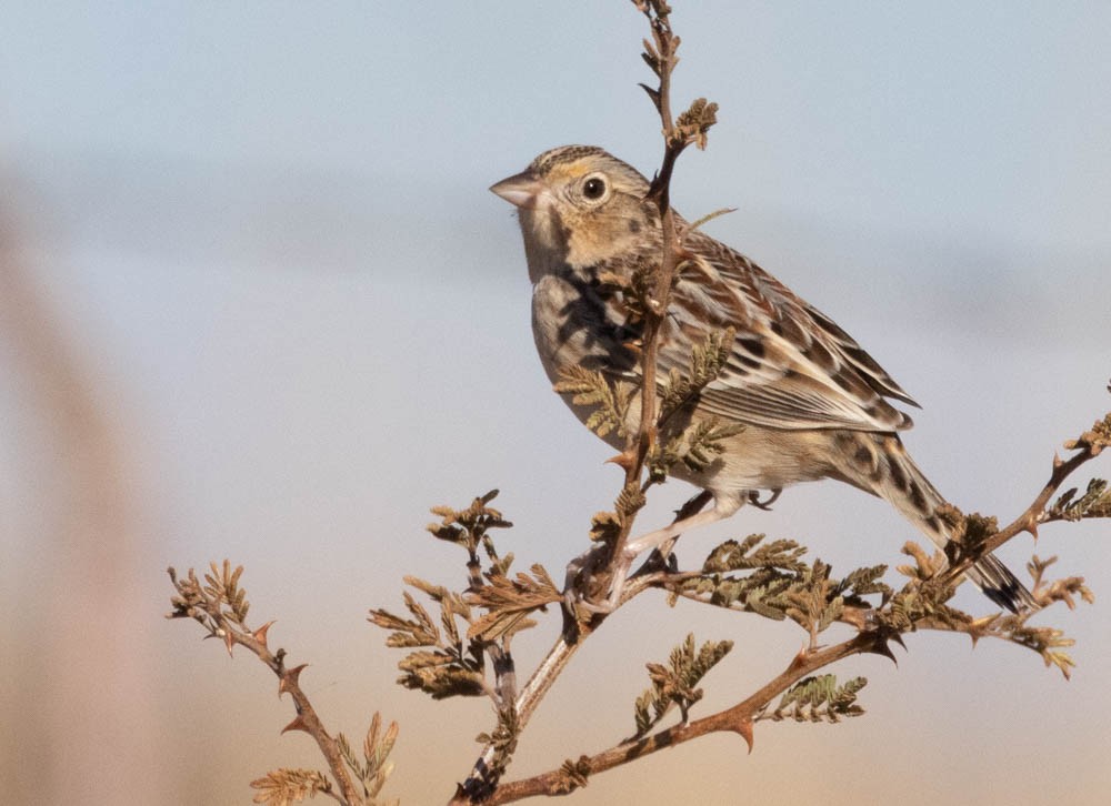 Grasshopper Sparrow - ML646380934