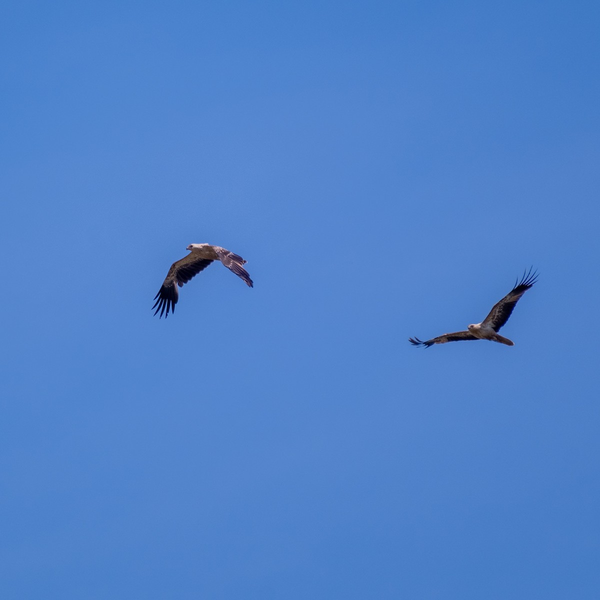 luňák hvízdavý - ML646380935