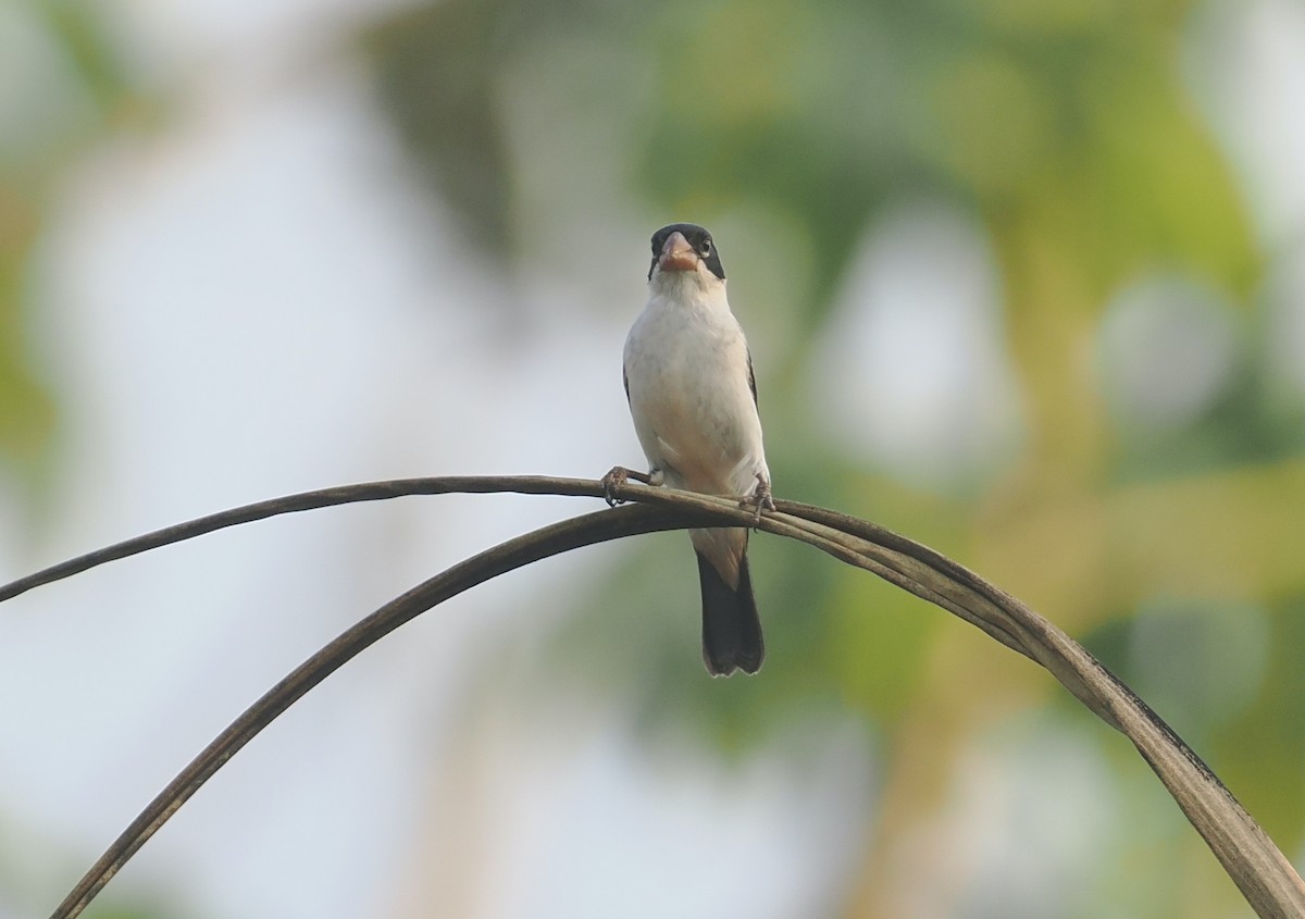 White-bellied Seedeater - ML646380936