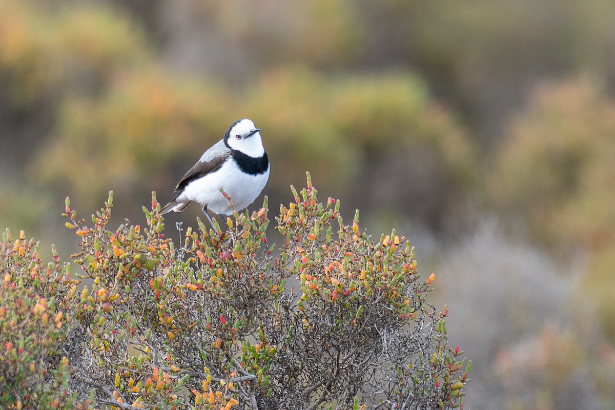 Eptianuro Pío - ML646380937