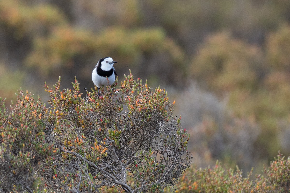 Eptianuro Pío - ML646380938