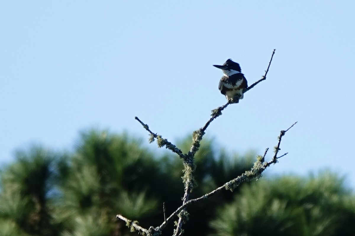 Belted Kingfisher - ML646380941
