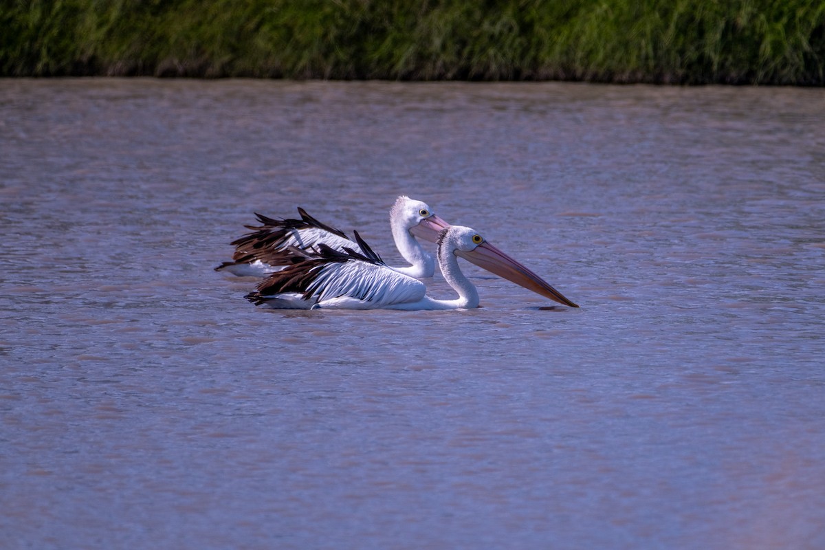 pelikán australský - ML646380948