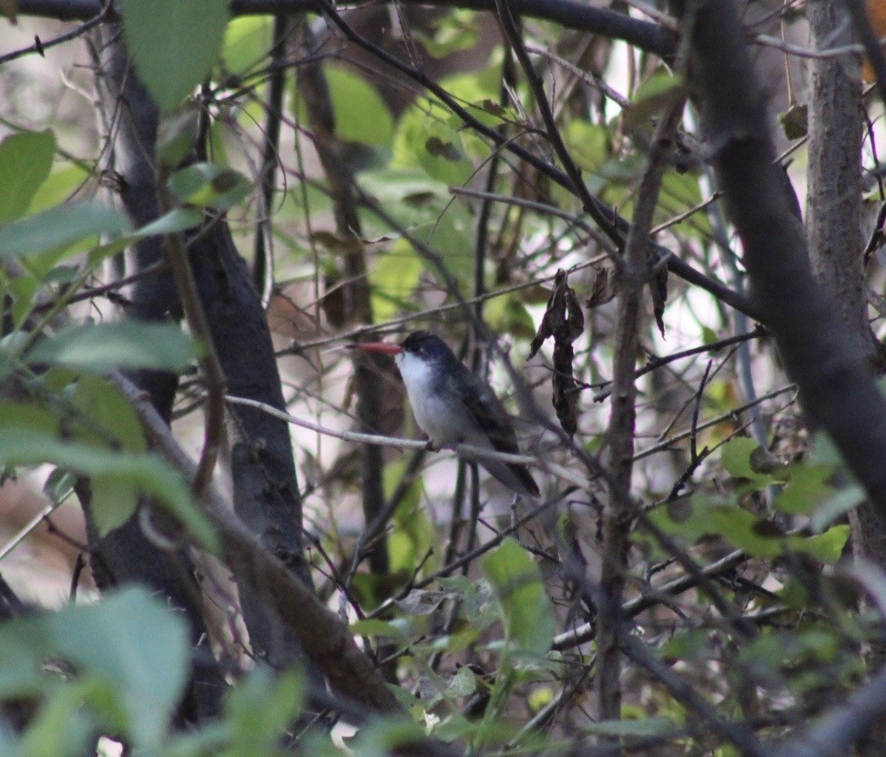 Violet-crowned Hummingbird - ML646380949