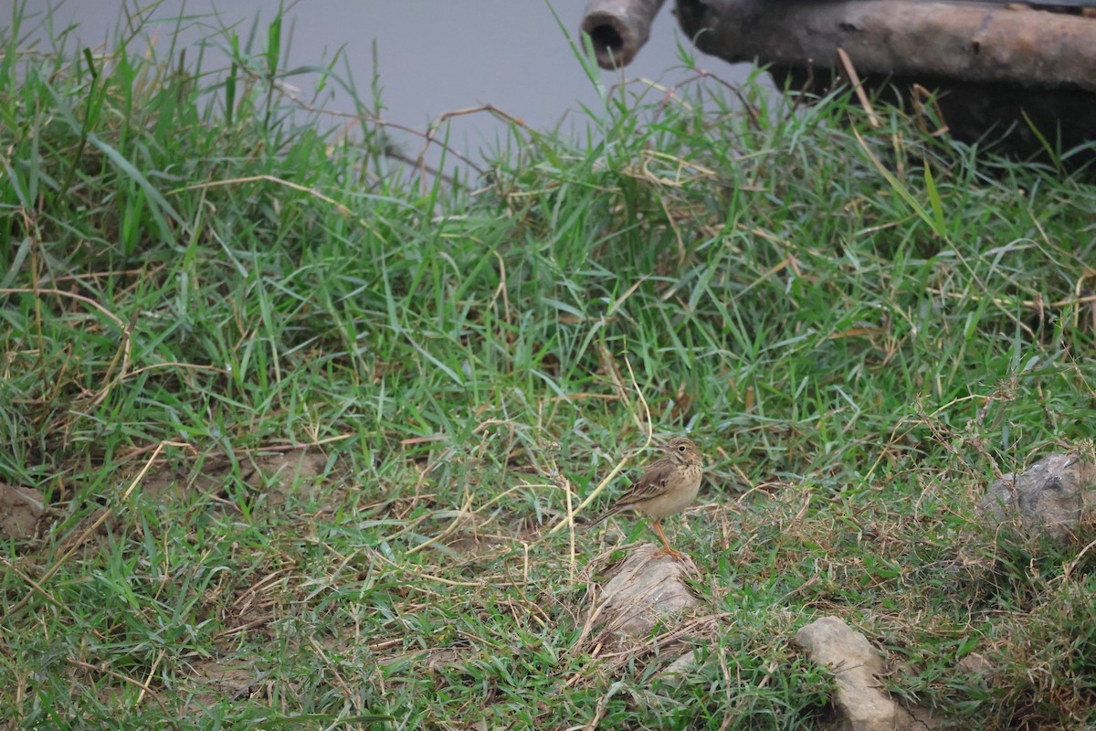 稻田鷚 - ML646380950