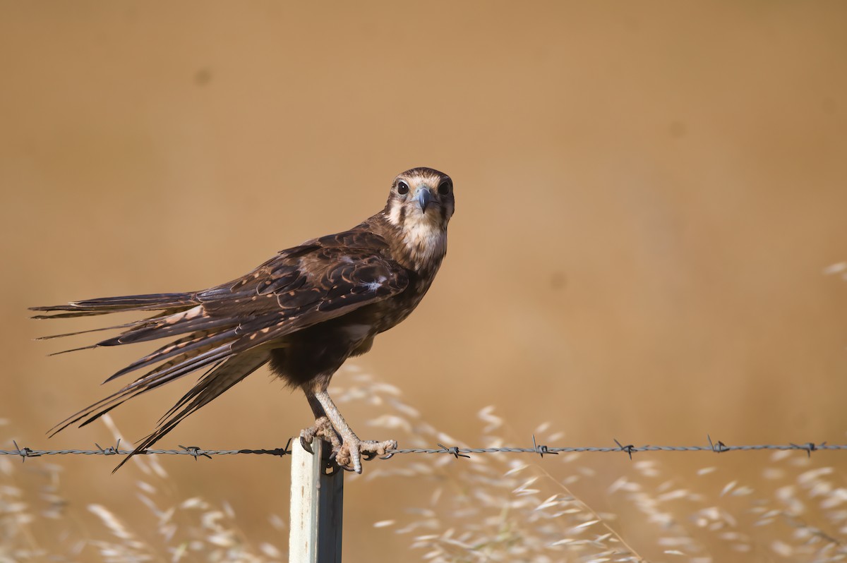Brown Falcon - ML646380951