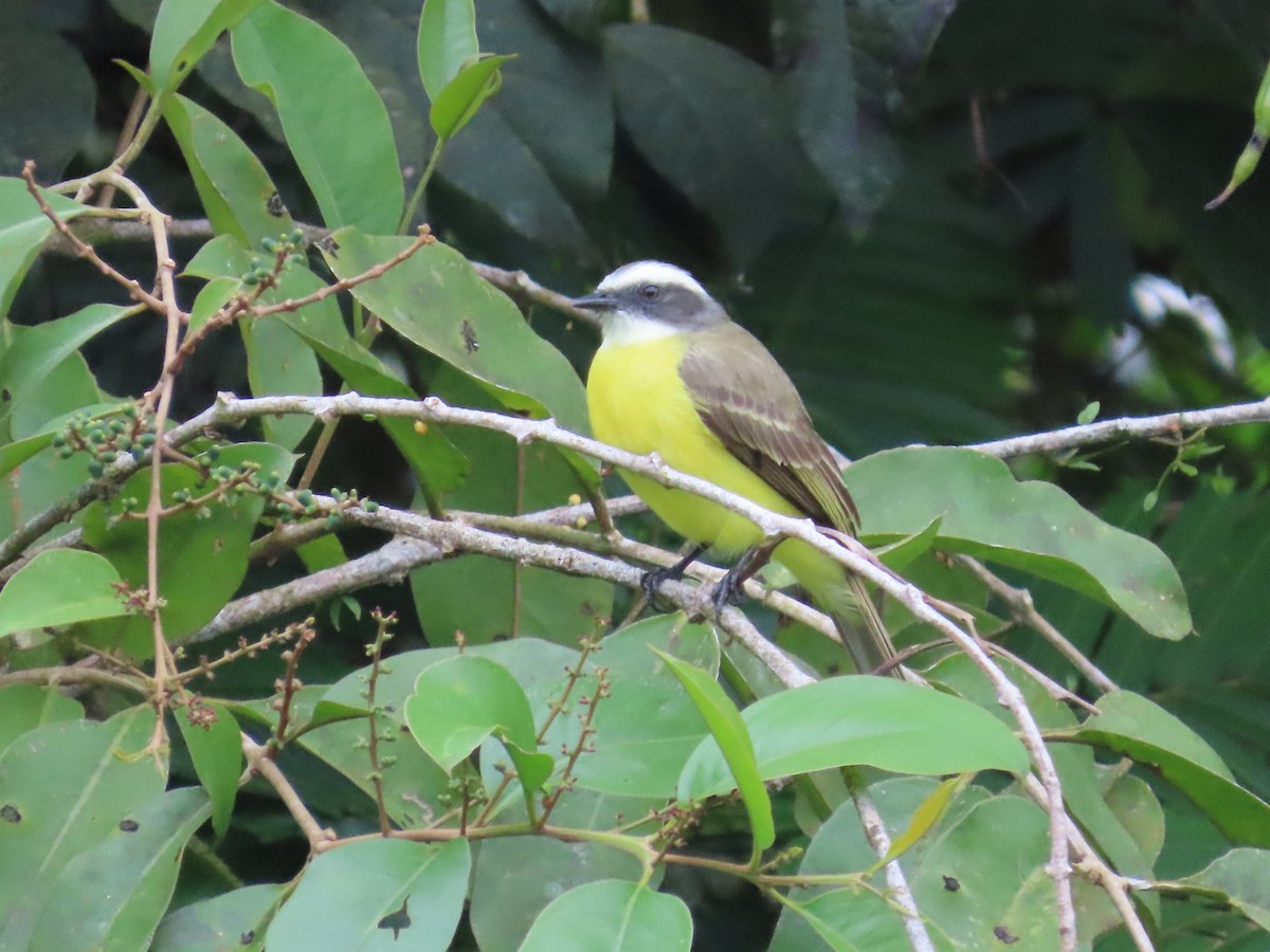 Rotscheitel-Maskentyrann - ML646380954