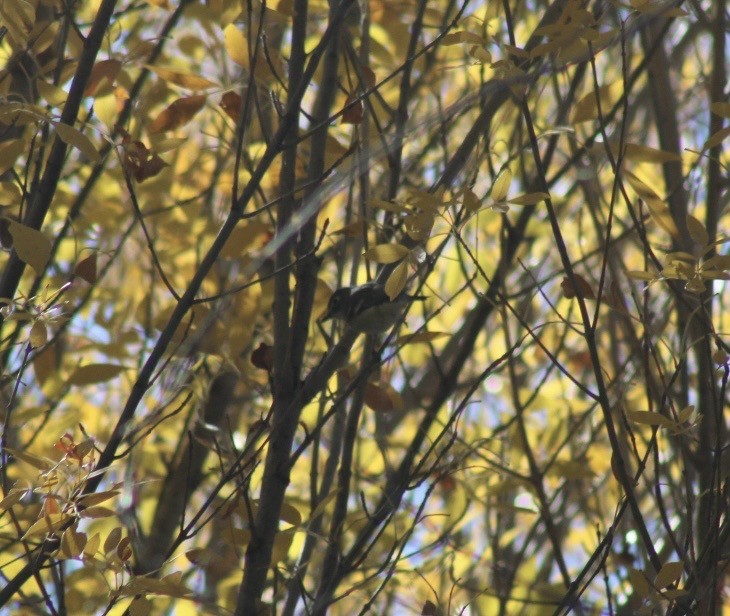 Plumbeous Vireo - ML646380955