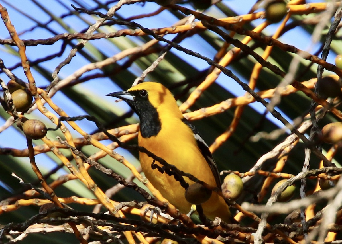 Hooded Oriole - ML646380956