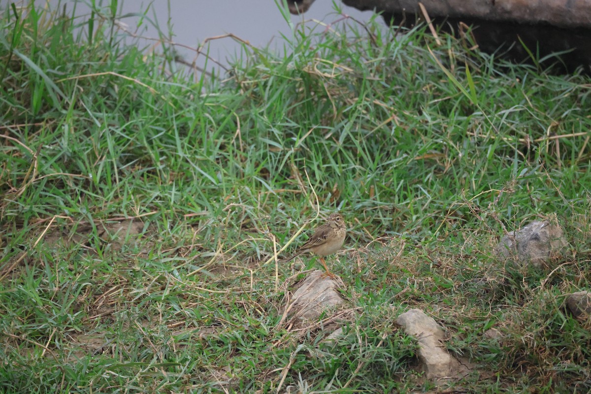 稻田鷚 - ML646380957