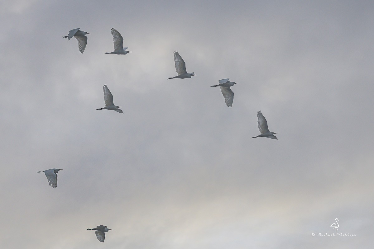 Western Cattle-Egret - ML646380958